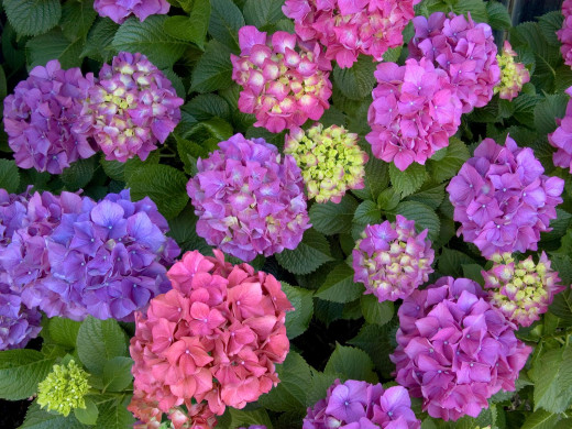 422703 (a): :1600x1200